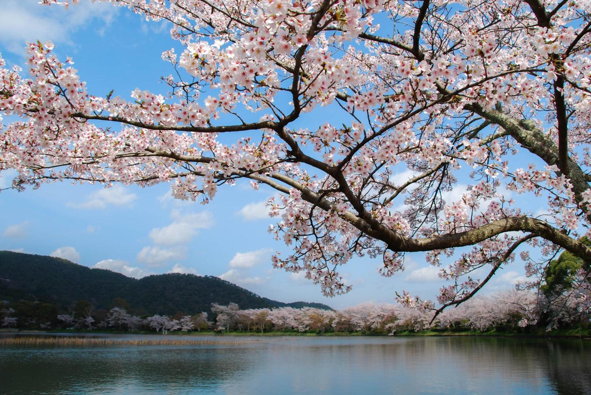 Kyoto Brighton Hotel Exterior photo Spring in Japan